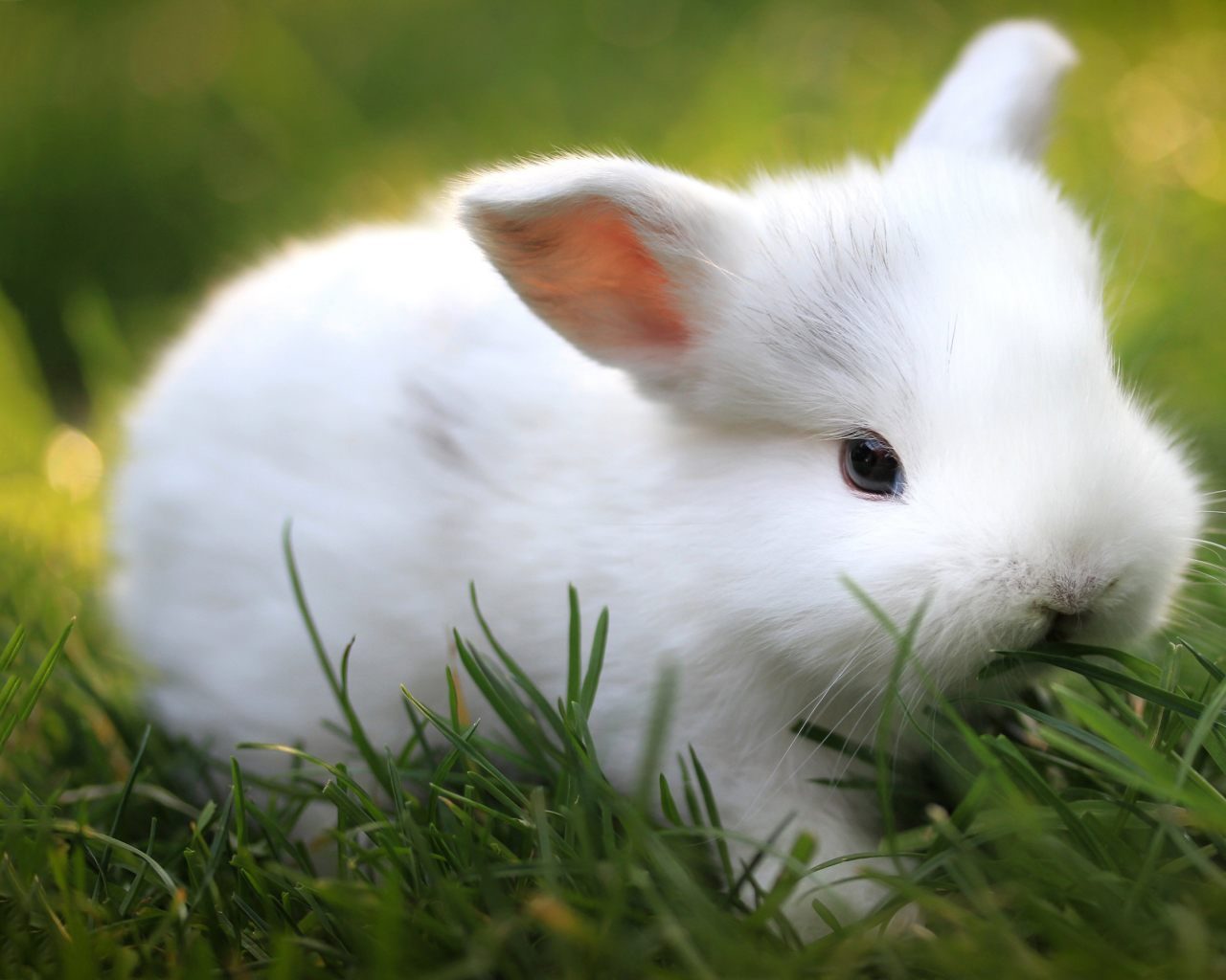 Fondo con un pequeño conejo blanco - 1280x1024 :: Fondos de pantalla y