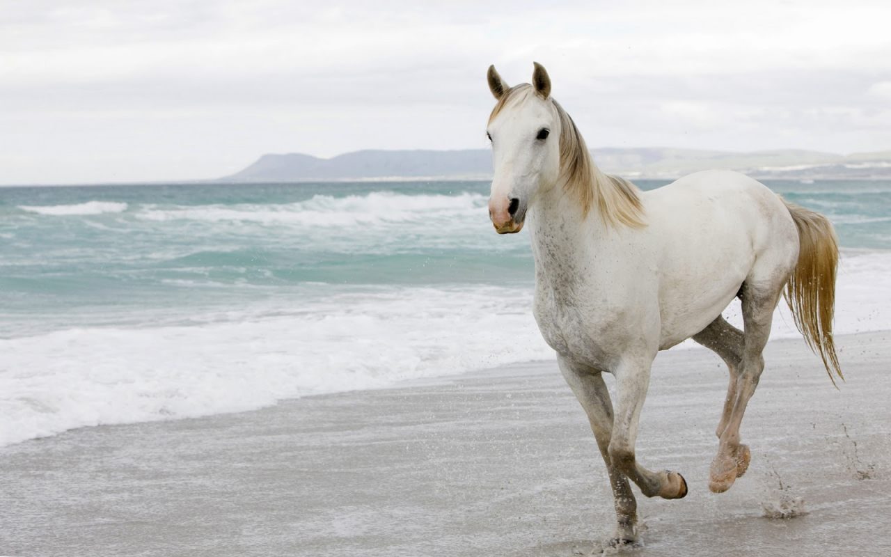 Wallpaper de un caballo blanco - 1280x800 :: Fondos de pantalla y