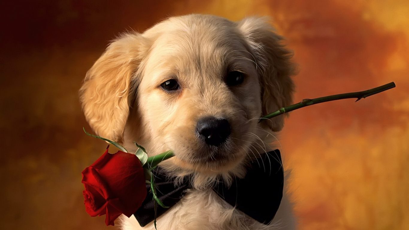 Fondo Romántico De Perros 1366x768 Fondos De Pantalla Y Wallpapers 0840