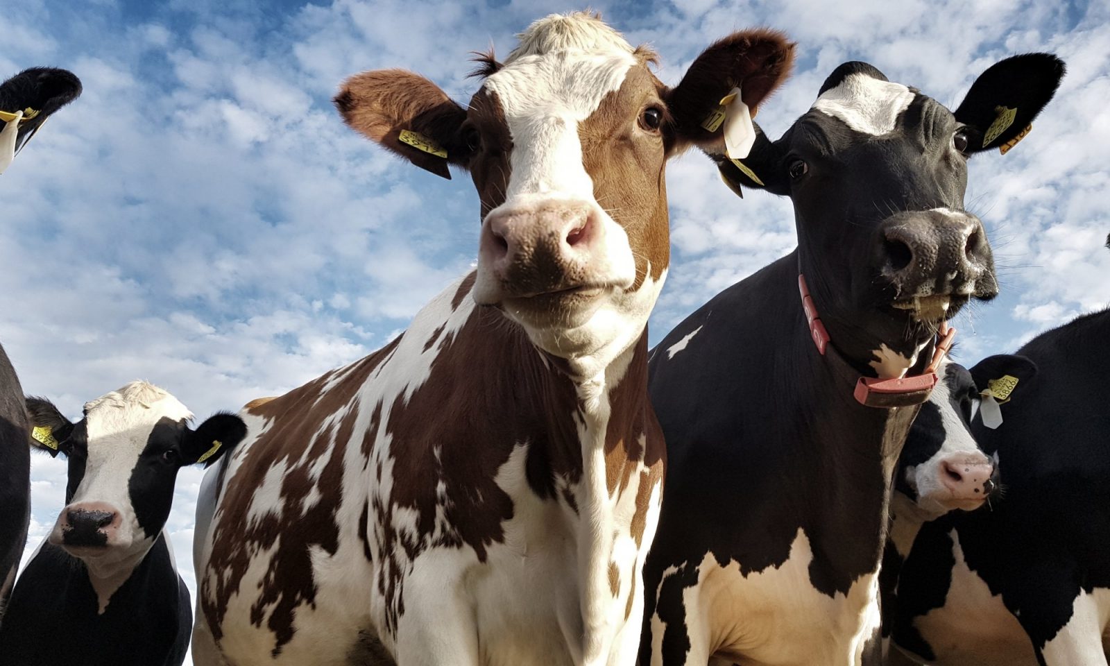 Aplicación de la tecnología RFID en la gestión de la cría de animales