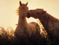 Caballos al atardecer