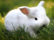 Fondo con un pequeño conejo blanco