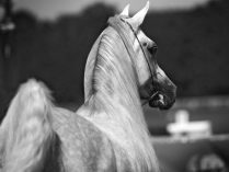 Fondo de caballos en blanco y negro