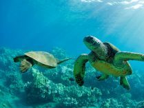 Fondo de tortugas marinas acuáticas