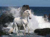 Fondo de un caballo mustang