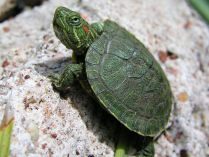 Fondo de una pequeña tortuga terrestre