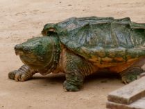 Fondo de una tortuga terrestre