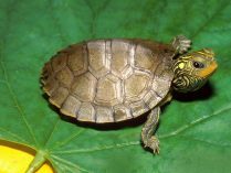 Pequeña tortuga para Smartphone