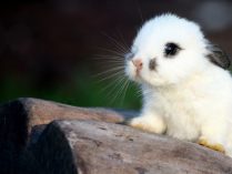 Pequeño conejo blanco para el ordenador