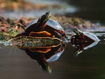 Tortuga silvestre para el ordenador