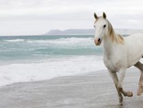 Wallpaper de un caballo blanco