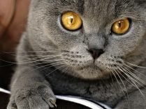 Wallpaper de un gato de raza Chartreux