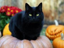 Wallpaper de un gato negro de Halloween